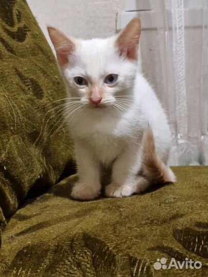Котёнок