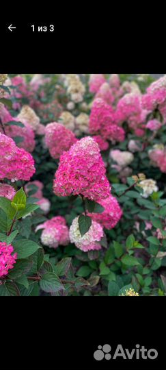 Гортензия самарская лидия
