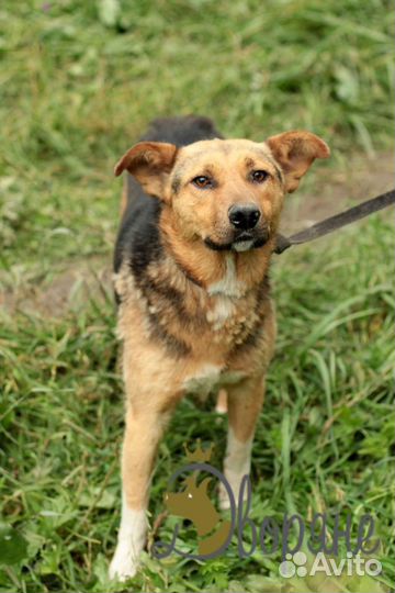 Мартин в добрые руки