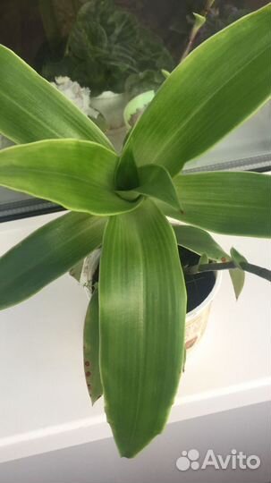 Растение золотой ус