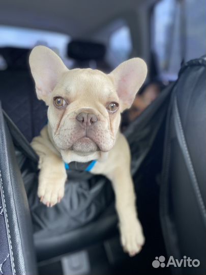 Французский бульдог