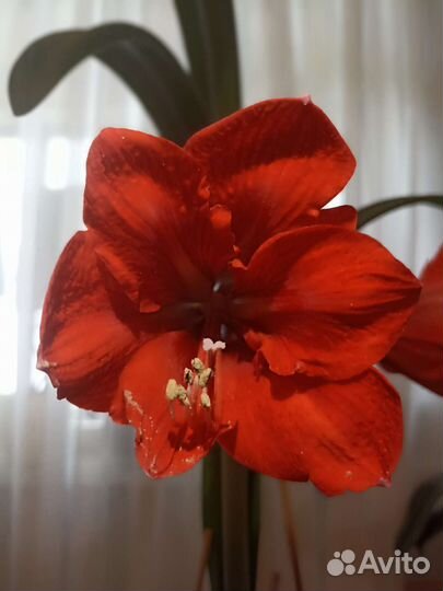 Гиппеаструм амариллис