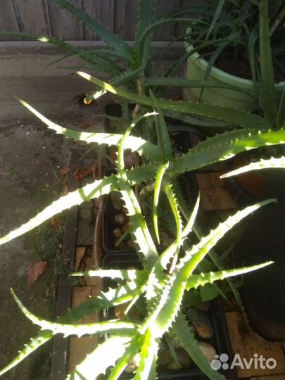 Алоэ столетник