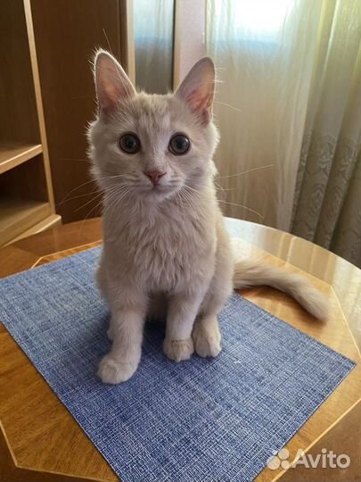 Отдам котика в добрые руки