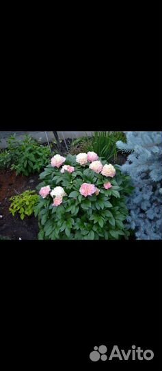 Пион лоис чоис