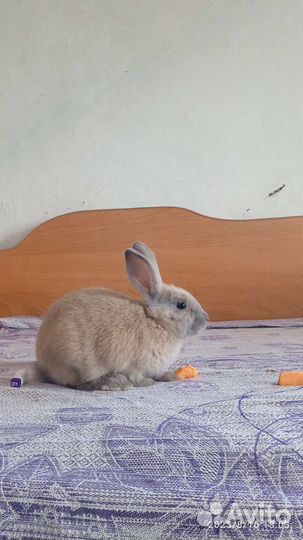 Декоративный кролик