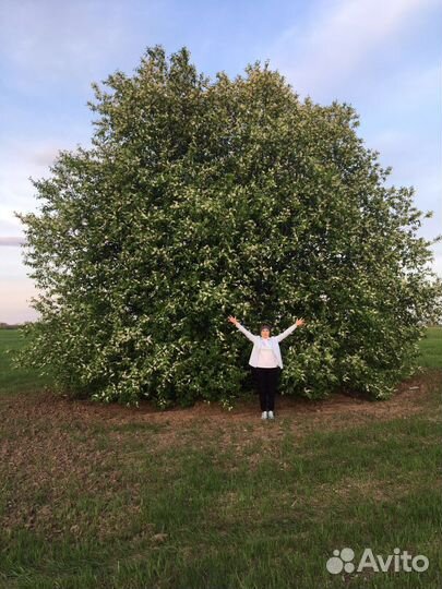 Собеседник на час