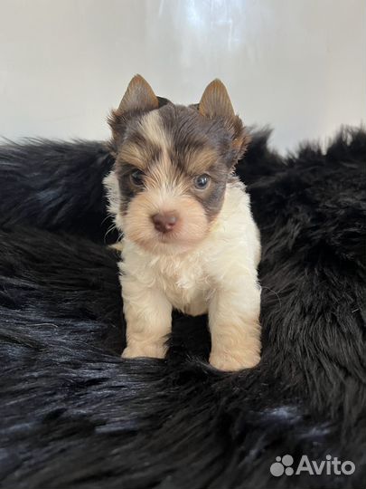 Биро мальчик