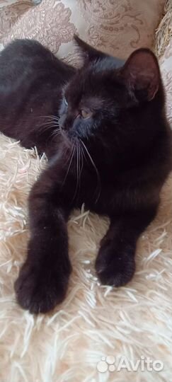 Шотландский котенок