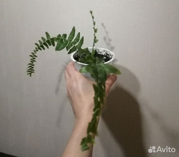 Папоротник нефролепис