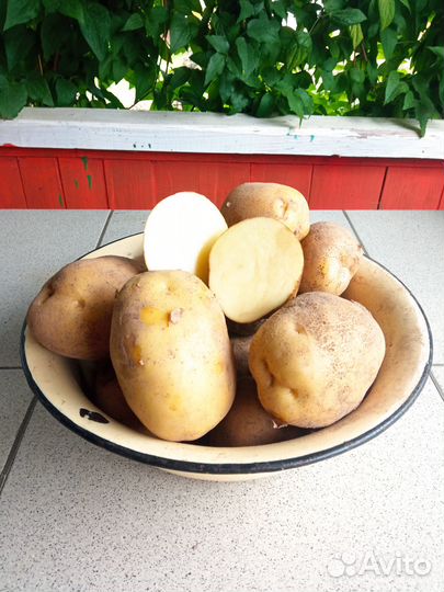 Семенной картофель сынок