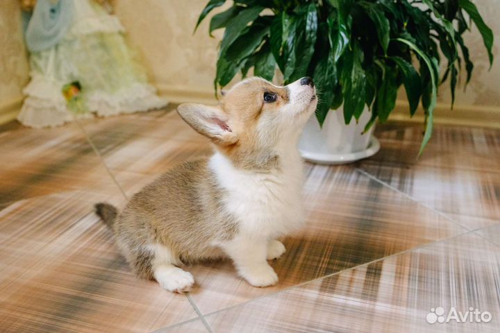 Милейшие и дружелюбные Вельш-корги Пемброк