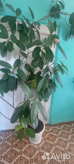 Фикус огромный