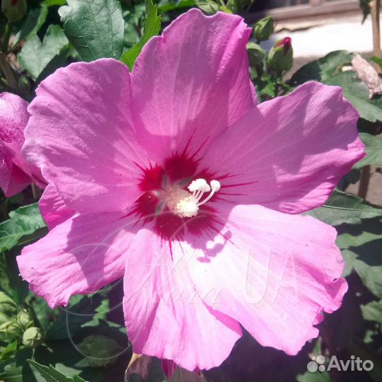 Гибискус травянистый и древовидный