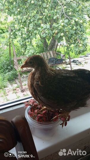 Инкубационное яйцо, подрощенных курочки