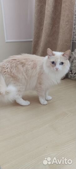 Отдам бесплатно кошку