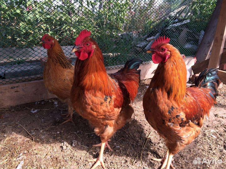 Куры и цыплята