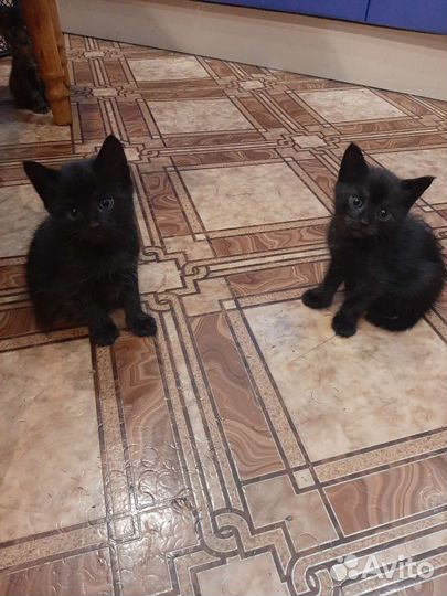 Котята