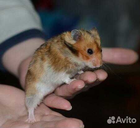 Хомячки на подарки сирийские,есть выбор