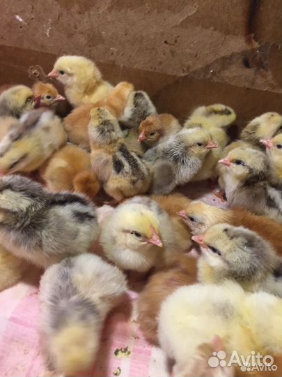 Цветной Французский Бройлер