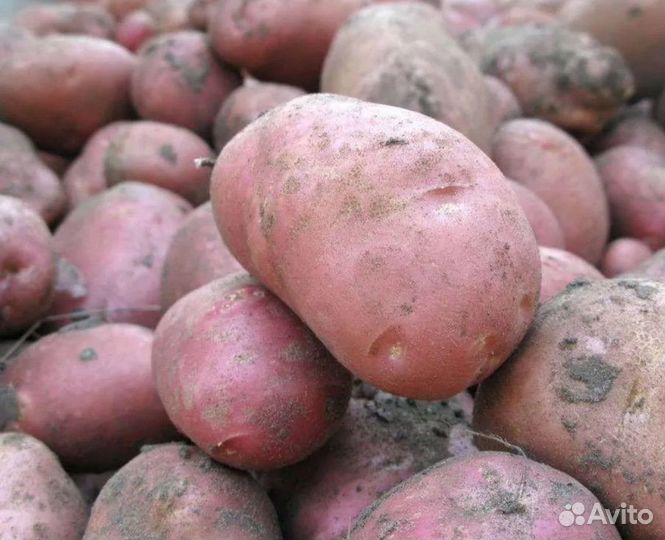 Продам картофель