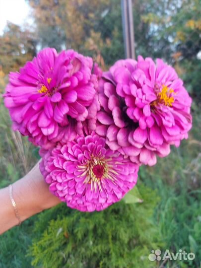 Семена циния сорт 