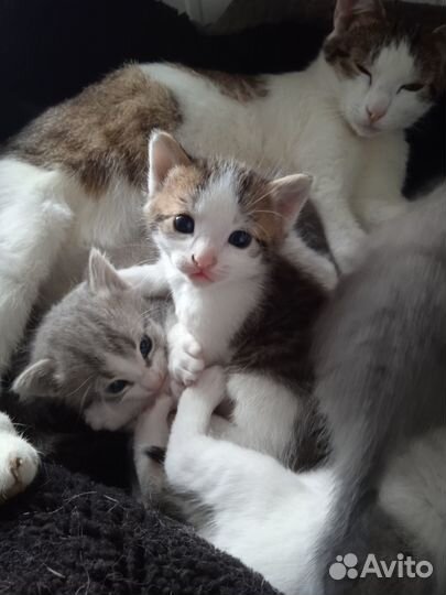 Котята в добрые руки