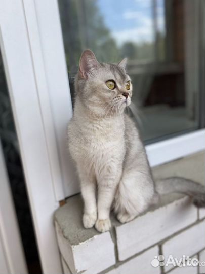 Серебристая шиншилла