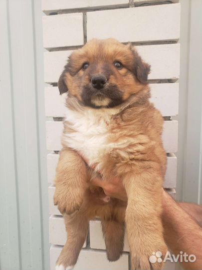 Отдам щенка в добрые руки