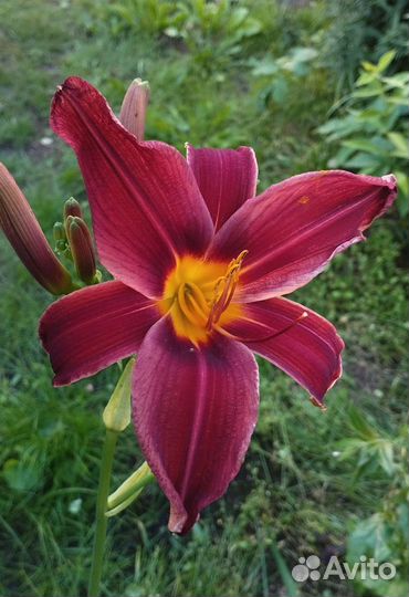 Сортовые Лилейники и лилии для садаС