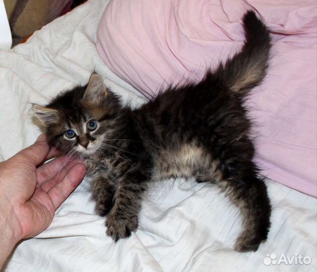 Котенок мальчик 2 мес