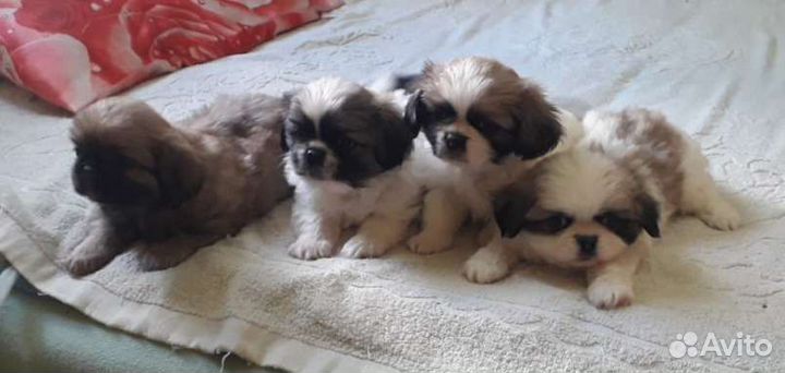 Щенки пекинеса