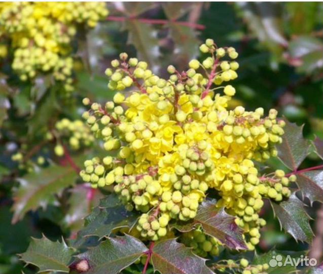 Магония падуболистная