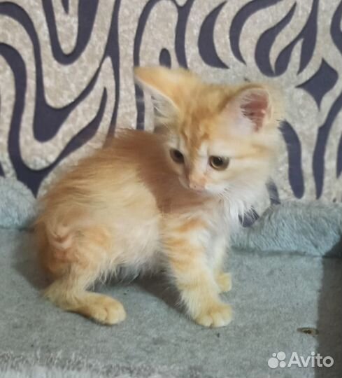 Бесплатно котёнок