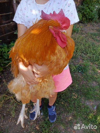 Петух орпингтон палевый петух долматинец