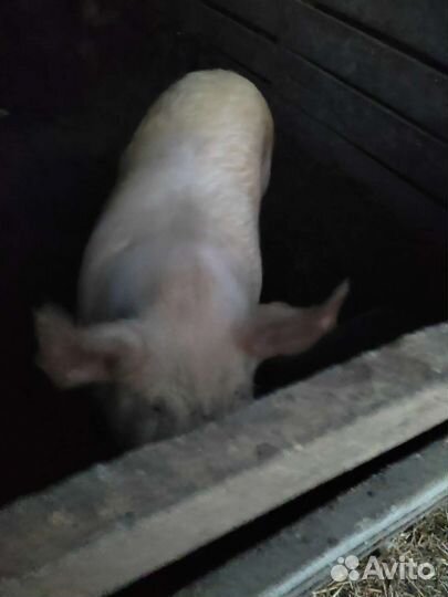 Мясо свинина домашняя