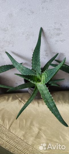 Алоэ столетник