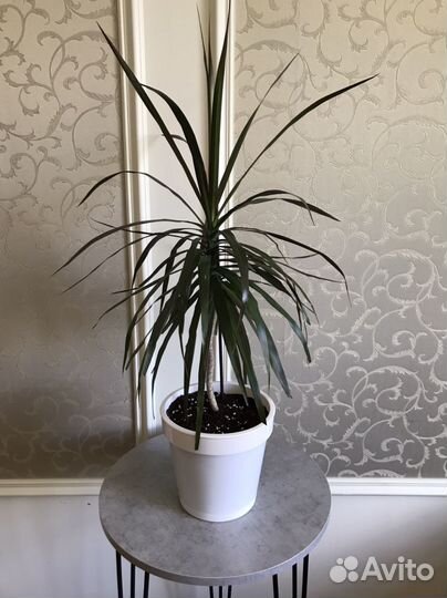 Драцена маргината