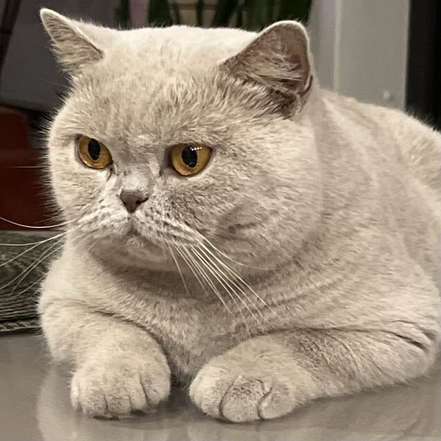 Британская короткошёрстная, взрослая кошка
