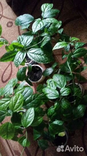 Клеродендрум госпожи Томпсона Мята домашняя