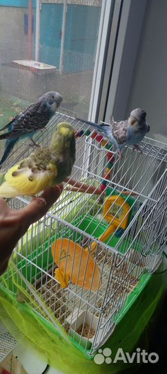 Молодые попугайчики