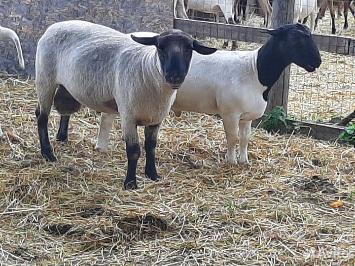 Баранчики ярочки на племя