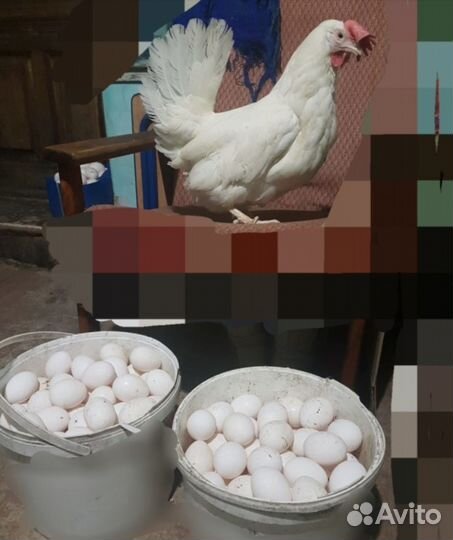 Куры Молодки и несушки