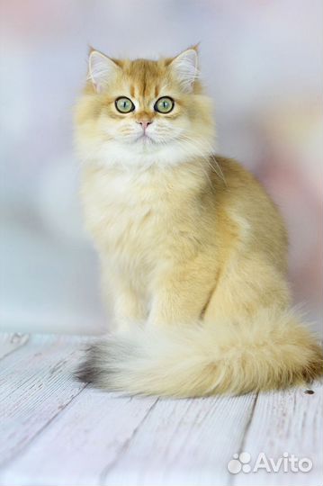 Британская шиншилла