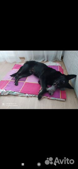 Отдам собаку в добрые руки