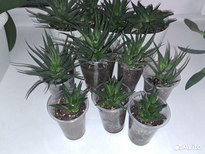 Хавортия Сансивиерия Гастерия Адениум Замиакулькас