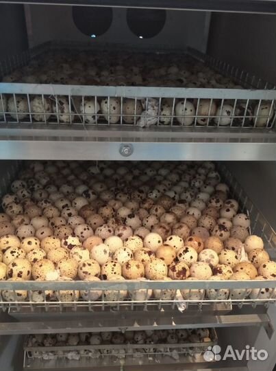 Продаются перепела техасец