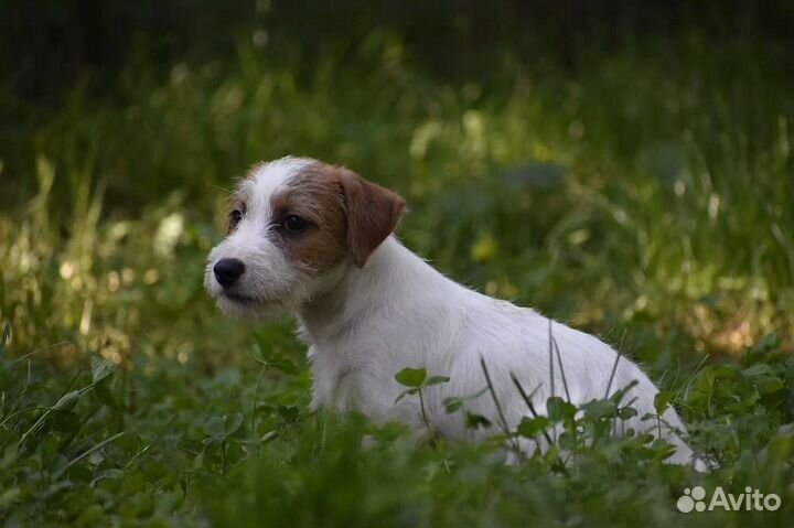 Джек Рассел терьер щенки