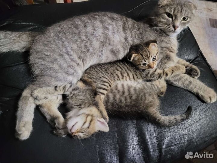 Британские вислоухие котята