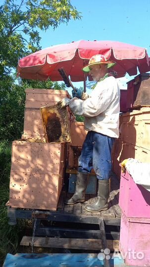 Откачали подсолнечник 2023.кореандр,акация